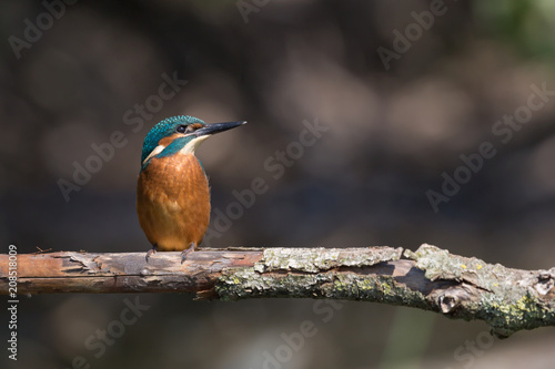 Obraz na plátně Martin pescatore su posatoio (Alcedo atthis)