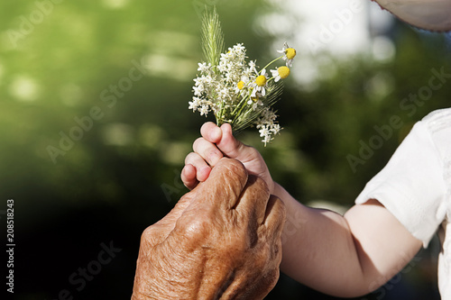 A bouquet of chamomile in the hands of a small child and an old grandmother