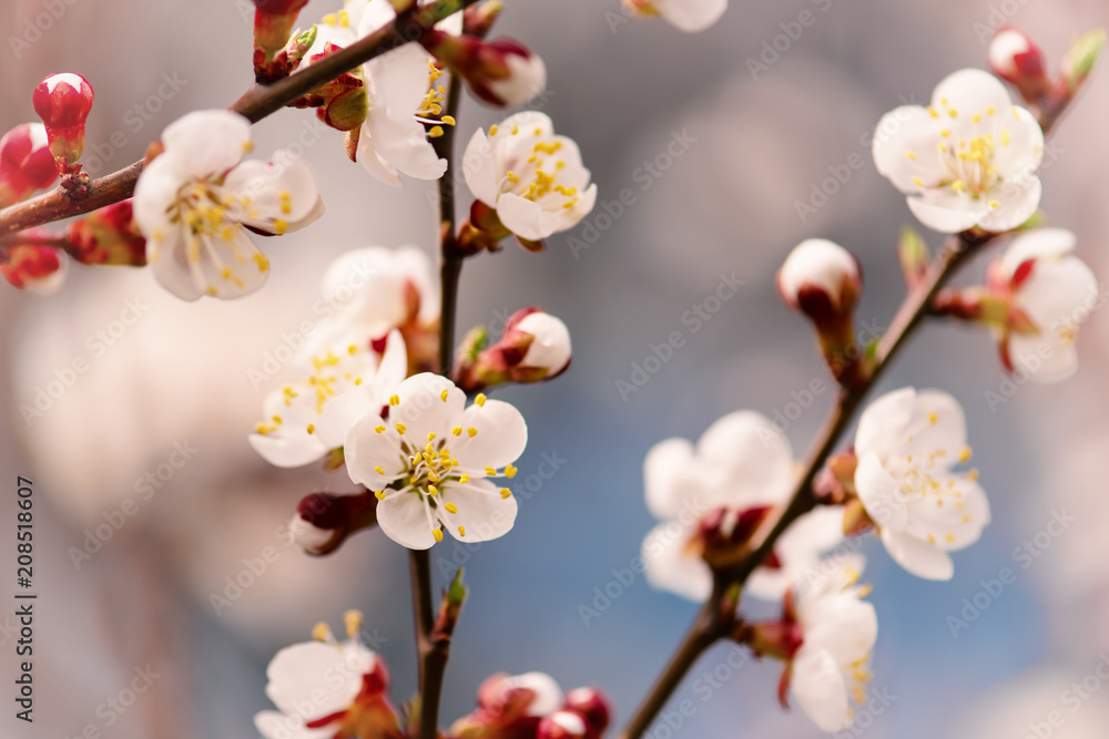 Blossoming of the apricot tree in spring time with white beautiful flowers. Macro image with copy space. Natural seasonal background. Blossoming of the apricot tree in spring time with white beautiful flowers. Macro image with copy space. Natural seasonal background.