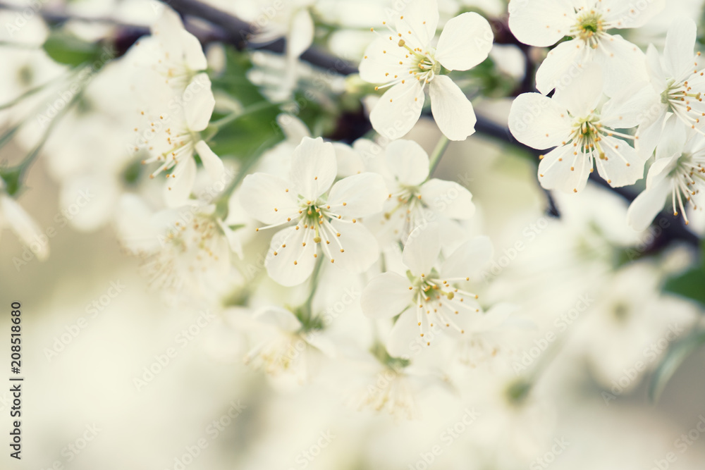 Blossoming of cherry flowers in spring time with green leaves and copyspace, macro