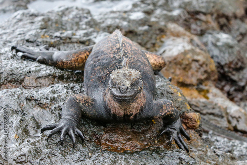 Marine Iguana in the Galapagos