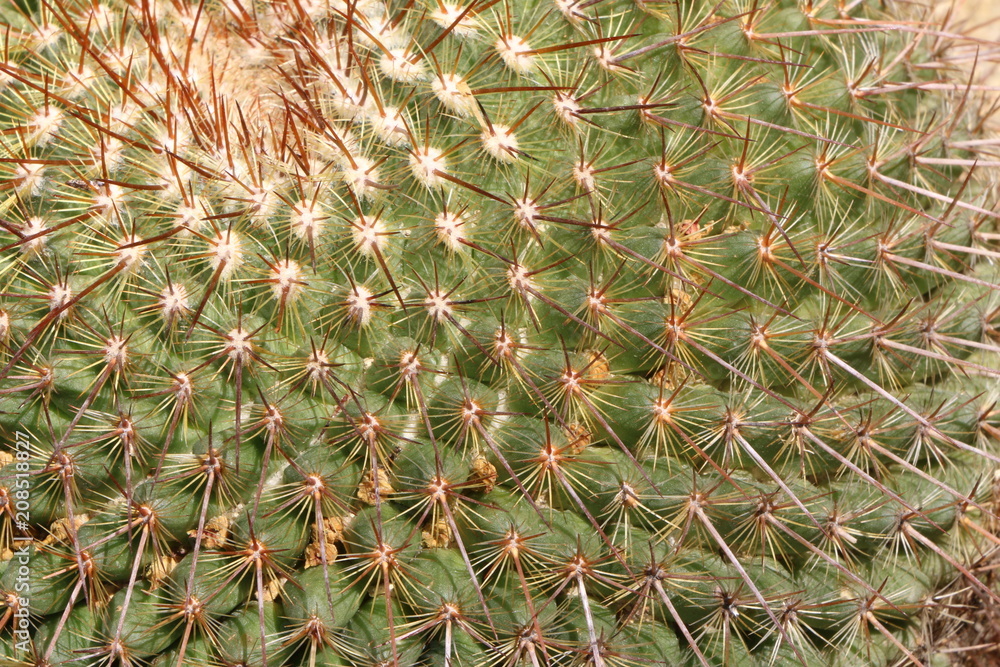 Cactus, Kaktus StockFoto Adobe Stock