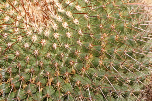 Cactus, Kaktus photo