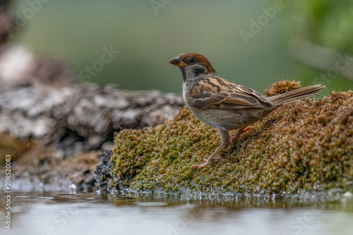 Eurasian tree sparrow (Passer Montanus) drinking from a small pond in the forest