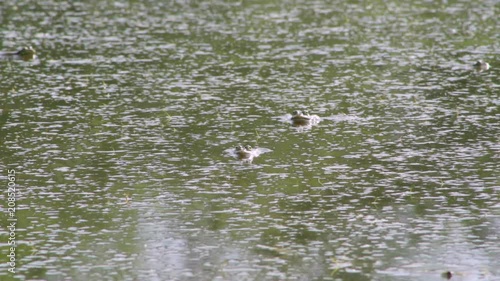 Frogs hid in the swamp, one eye is sticking out photo