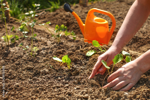 Obraz na płótnie Detail on young woman hands planting small seedling into ground with orange sprinkling can in background
