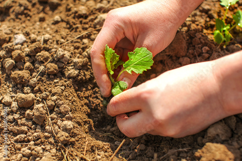 Detail on young woman hands, planting green seedling small plant into spring soil