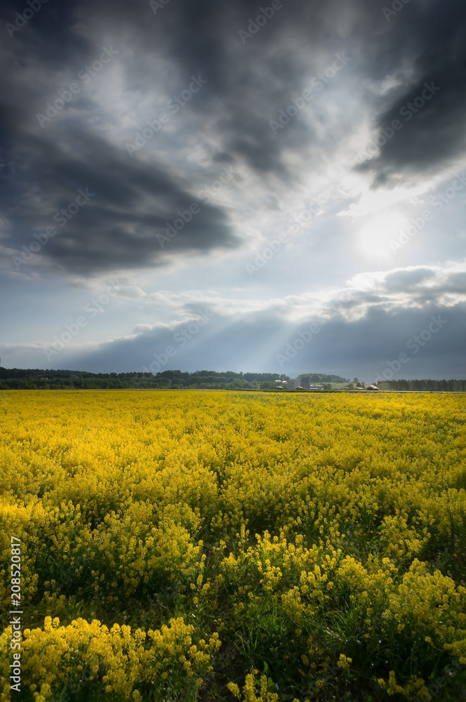 Cloudy sky over a rapeseed field at countryside. Rural scene. Blooming rape field.