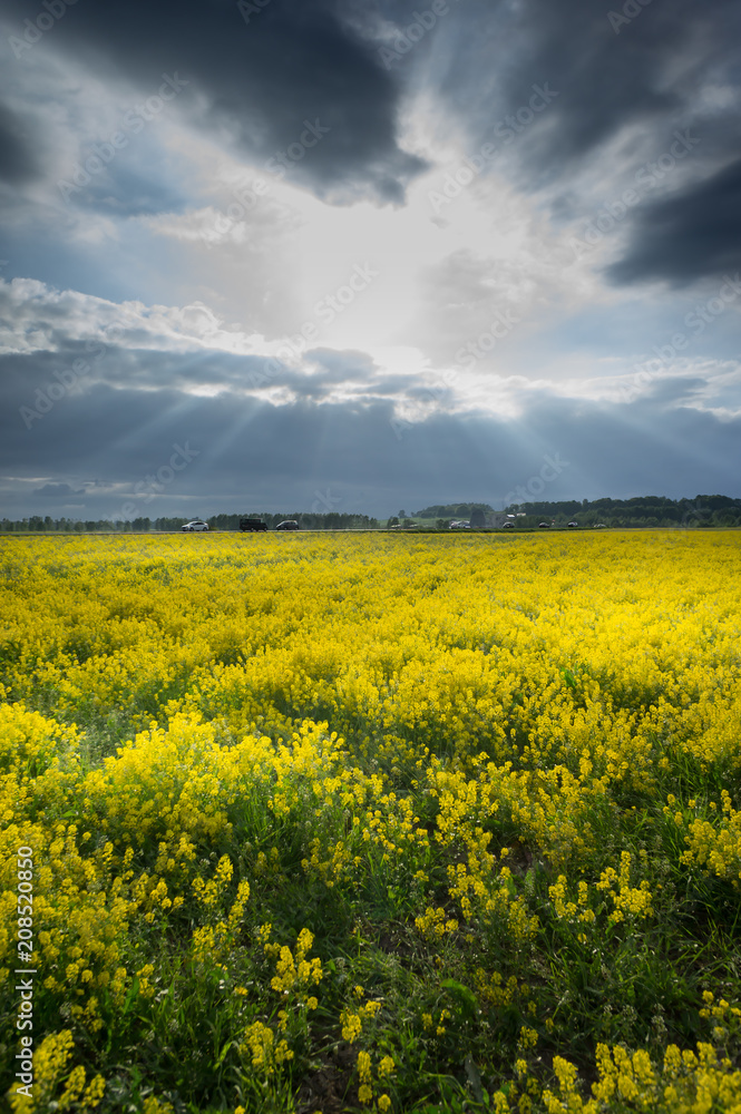 Cloudy sky over a rapeseed field at countryside. Rural scene. Blooming rape field.