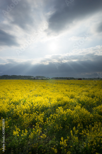 Cloudy sky over a rapeseed field at countryside. Rural scene. Blooming rape field.