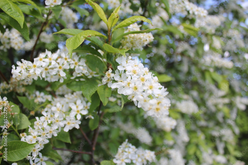 spring blooming bird cherry spring blooming bird cherry