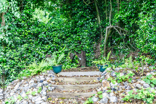 Wooden and stone stairs in a garden with lots of vegetation