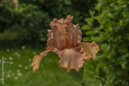 Fototapeta Naklejka Na Ścianę i Meble -  Iris flower with green background