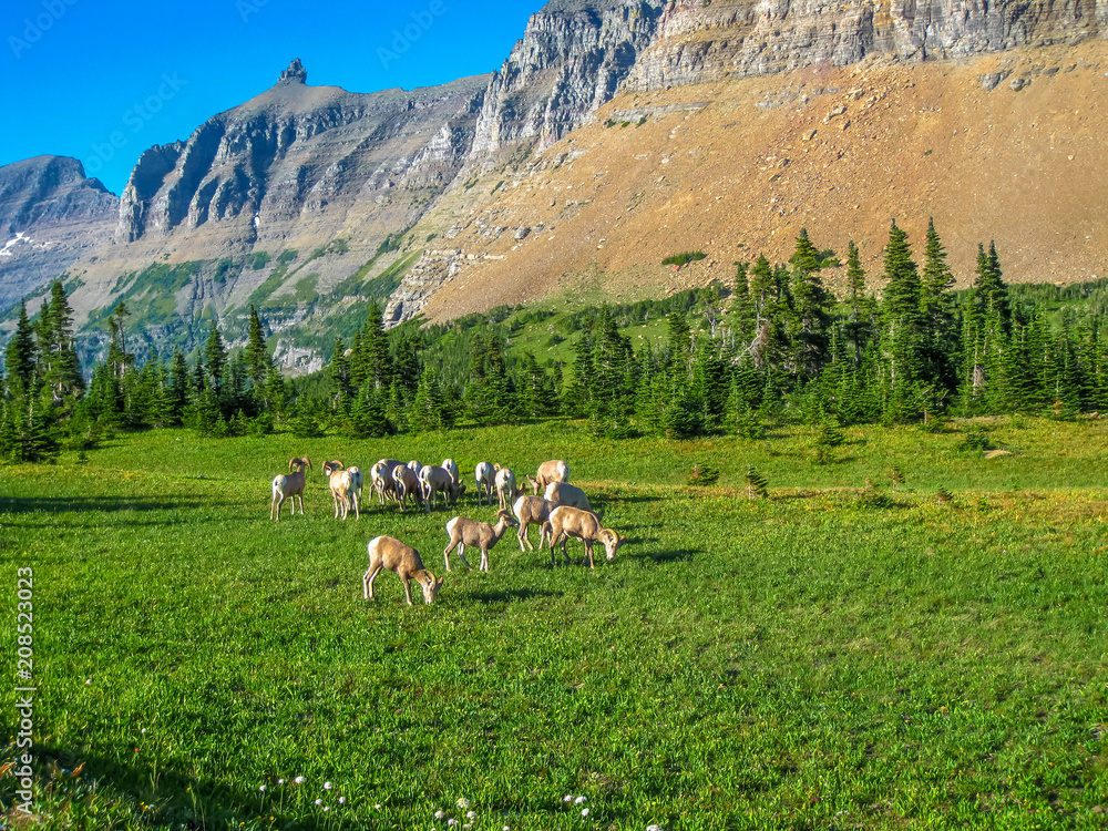 A herd of mountain goats grazing at Logan Pass in Glacier National Park, Montana, Stati Uniti.