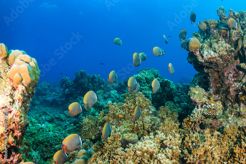Red tail Butterflyfish on a tropical coral reef