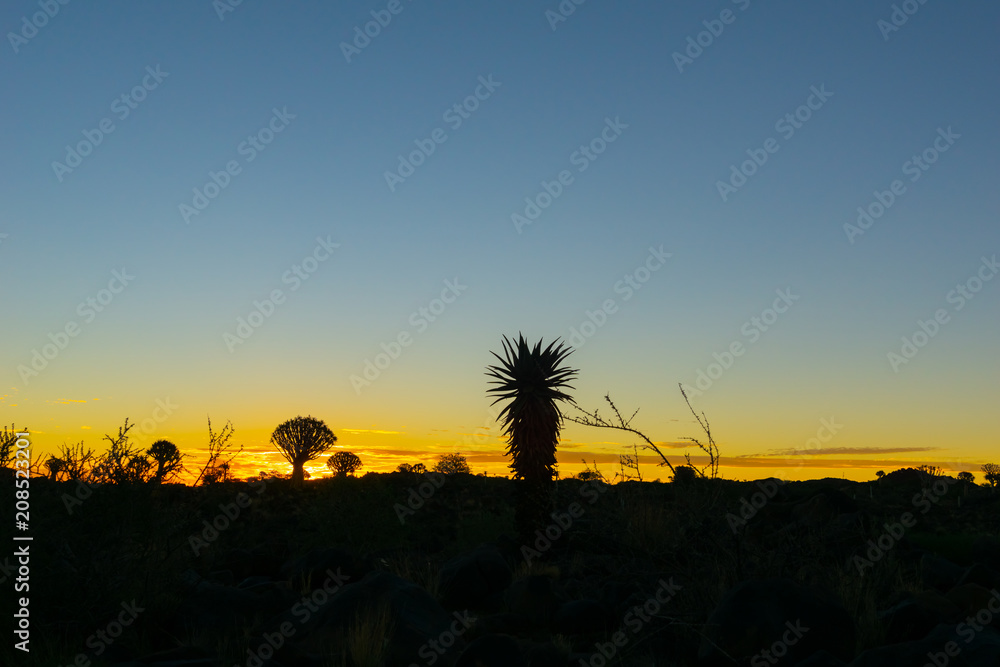 Silhouette quiver tree landscape at sunset