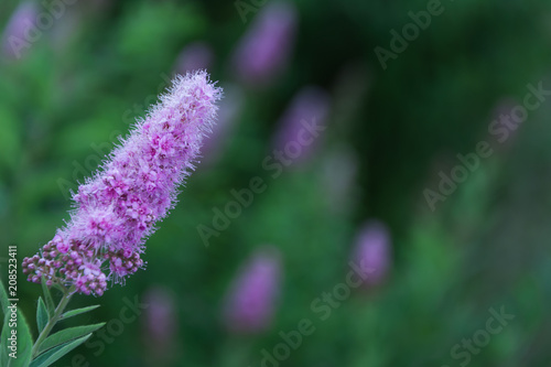 Pink flowers in the garden