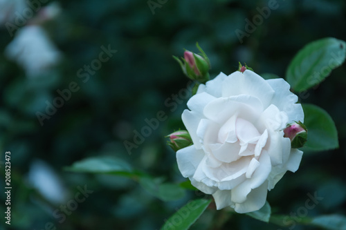 Garden rose flower © Daria
