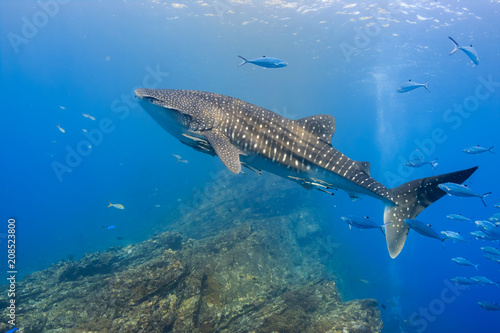 Large Whale Shark swimming in shallow water over a tropical coral reef