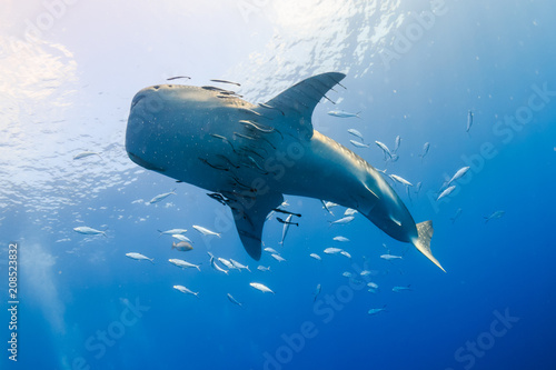 Huge Whale shark with remora and Cobia in a blue ocean photo