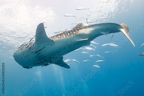 Huge Whale shark with remora and Cobia in a blue ocean