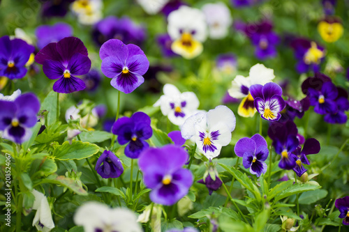 Fototapeta Naklejka Na Ścianę i Meble -  Summertime floral card with tricolor violas
