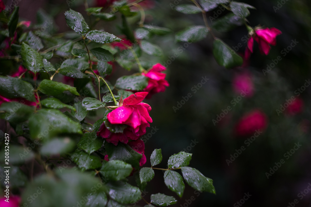 Pink roses in a garden