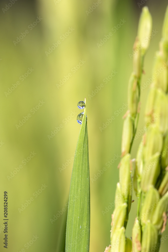 Green rice stem background with water drops, grass stalks with water drops, herbal background in Bali, Indonesia. Close up, macro Green rice stem background with water drops, grass stalks with water drops, herbal background in Bali, Indonesia. Close up, macro