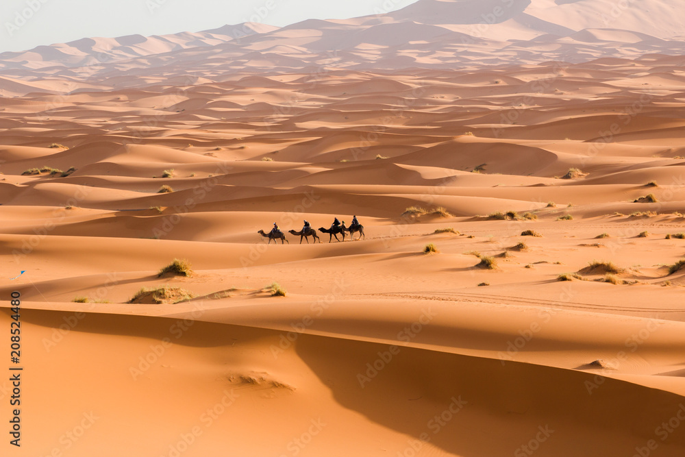 Fotografie, Obraz Camel caravan going through the sand dunes in the Sahara  Desert | Posters.cz