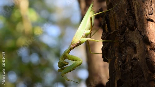 Praying mantis on trunk