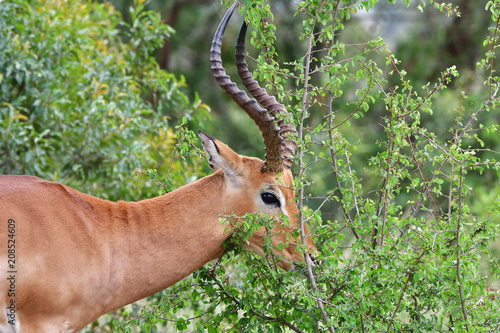 Fototapeta Naklejka Na Ścianę i Meble -  impala antelope in Kruger national park in South Africa