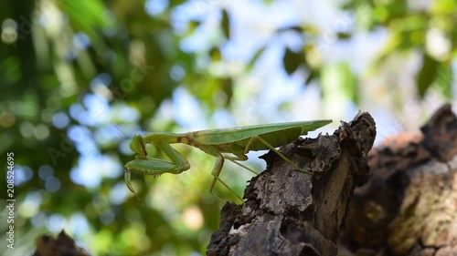 Praying mantis on trunk
