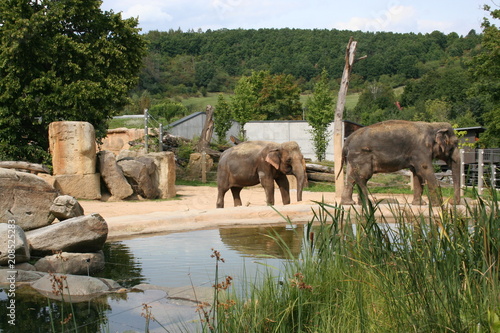 Elephants in Prague zoo