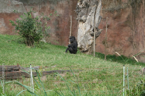 Gorilla in zoo