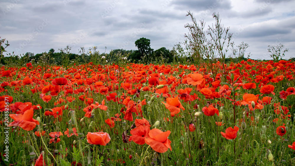 Field of poppies and wild flowers