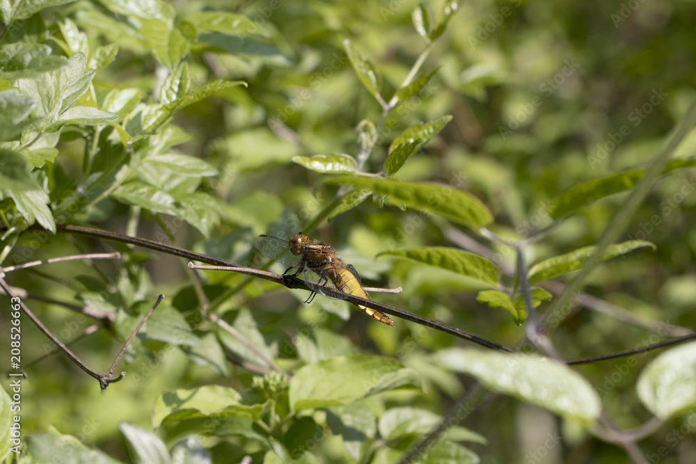 Fototapeta premium frelon au petit matin