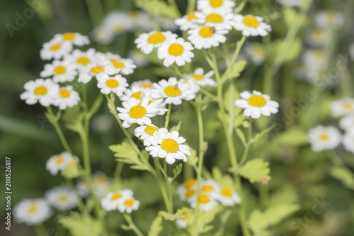 Bertram Blütengruppe im Garten