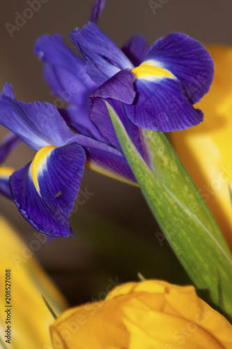 Fototapeta Naklejka Na Ścianę i Meble -  Blue flower irises- nature spring. Soft focus with bokeh