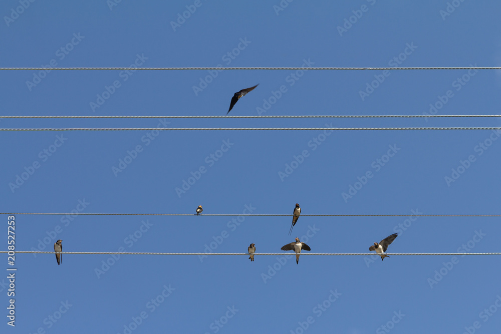 Flock of swallows on blue sky background. Flock of swallows on blue sky background.