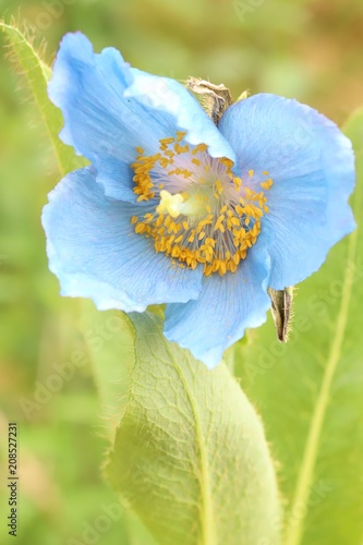 Fototapeta Naklejka Na Ścianę i Meble -  Himalayan blue poppy 