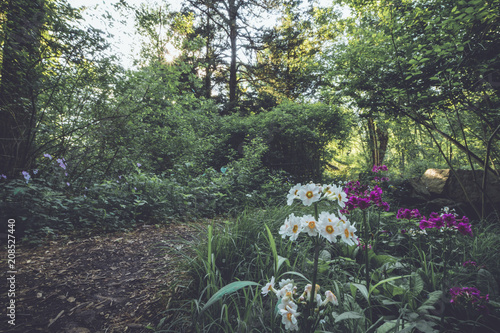 Fototapeta Naklejka Na Ścianę i Meble -  Japanese Primrose (Primula japonica) along a nature trail at Ringwood State Park, NJ in vintage setting