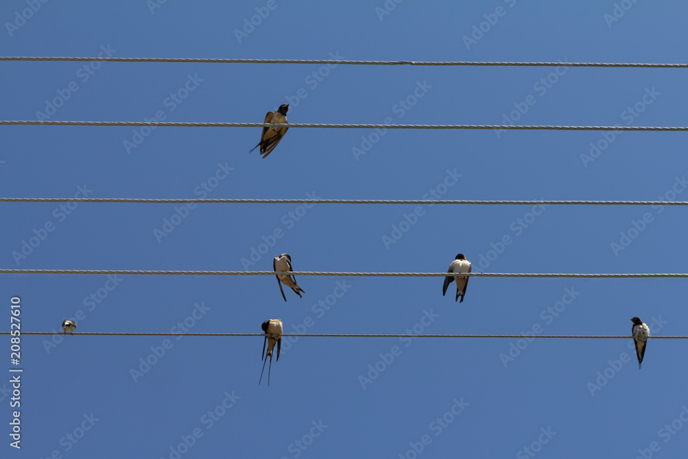 Flock of swallows on blue sky background