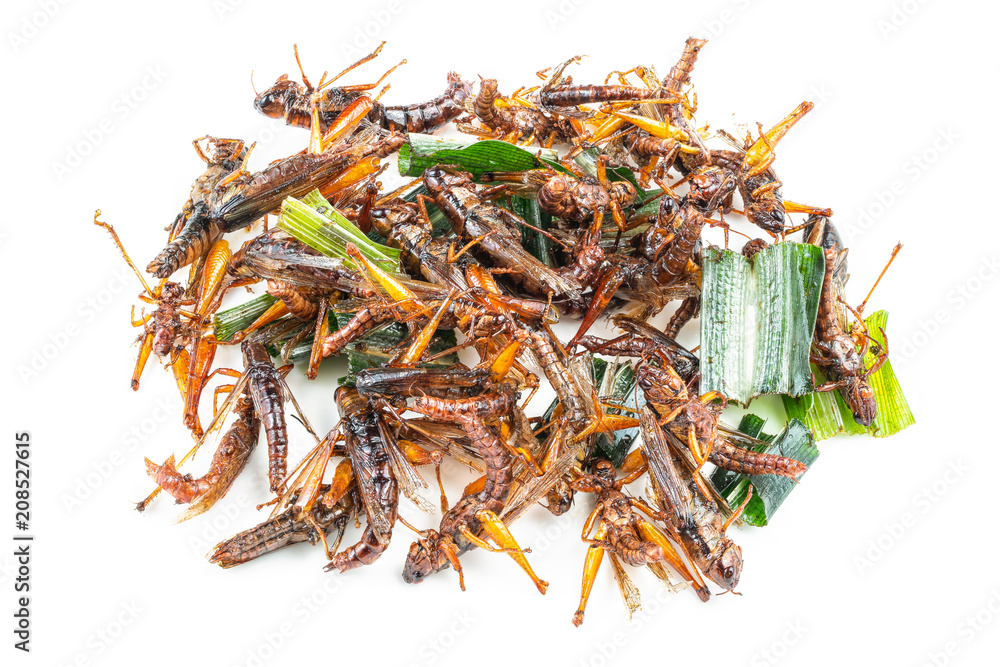 Grasshopper, Fried insect isolated on white background Grasshopper, Fried insect isolated on white background