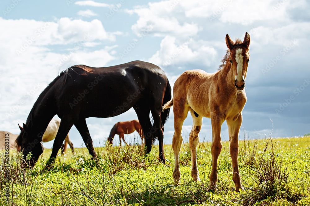 Fototapeta premium Foal with a mare on a summer pasture