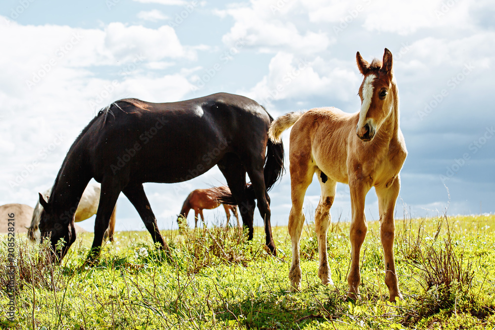 Fototapeta premium Foal with a mare on a summer pasture