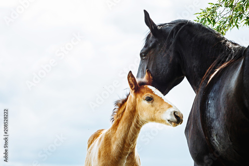 Fototapete Horse mare taking care of its foal