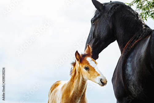 Canvas Print Cute foal with his mother