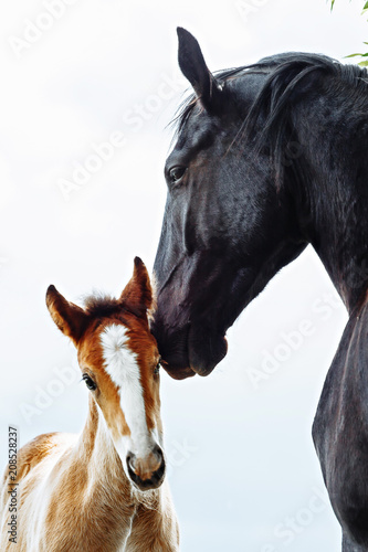 Horse mare taking care of its foal