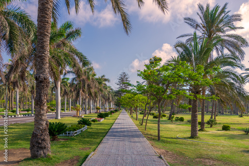 Pedestrian walkway framed with trees and palm trees on both sides with partly cloudy sky in a summer day  Montana public park  Alexandria  Egypt