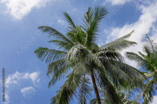 Tropical exotic perfect palm trees in front of sky